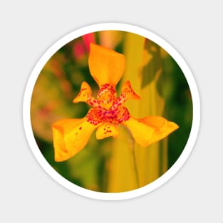 Yellow red lily blossom on yellow background Magnet